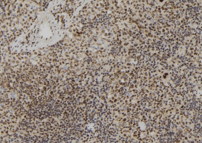 Lamin B2 Antibody in Immunohistochemistry (Paraffin) (IHC (P))