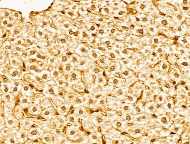 Lamin B2 Antibody in Immunohistochemistry (Paraffin) (IHC (P))