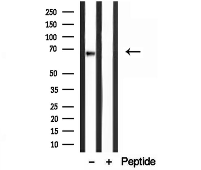 Lamin B2 Antibody in Western Blot (WB)