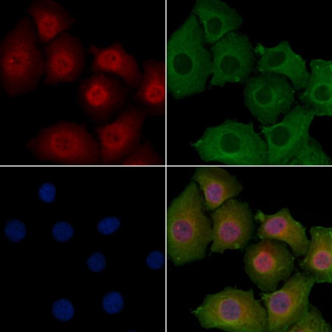 KARS Antibody in Immunocytochemistry (ICC/IF)