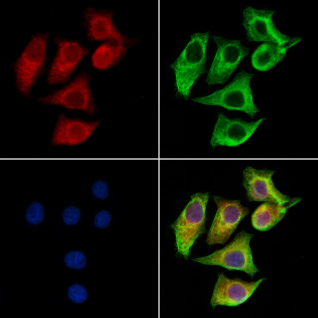 LZTFL1 Antibody in Immunocytochemistry (ICC/IF)