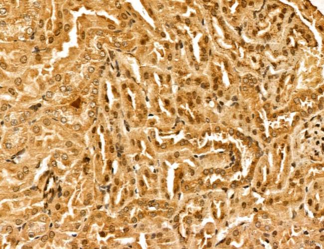 LZTFL1 Antibody in Immunohistochemistry (Paraffin) (IHC (P))