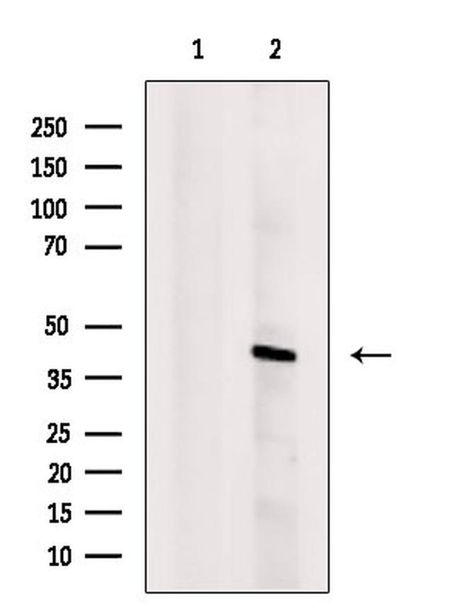 Histone Macro-H2A.1 Antibody in Western Blot (WB)