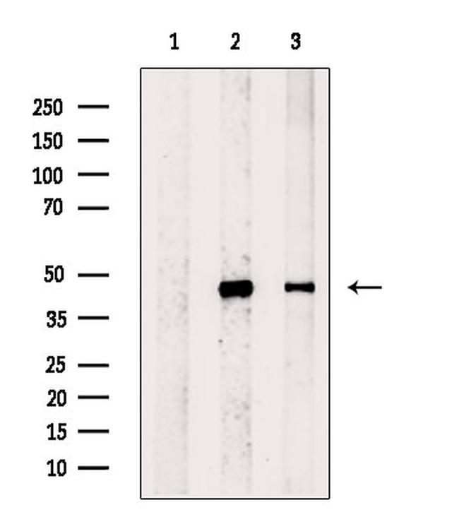 Histone Macro-H2A.1 Antibody in Western Blot (WB)