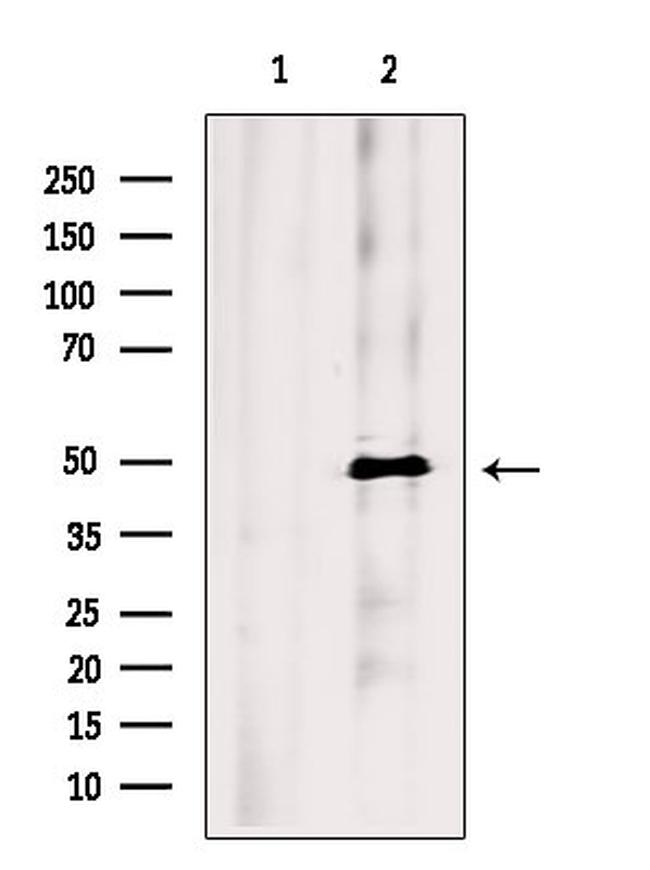 MAEL Antibody in Western Blot (WB)