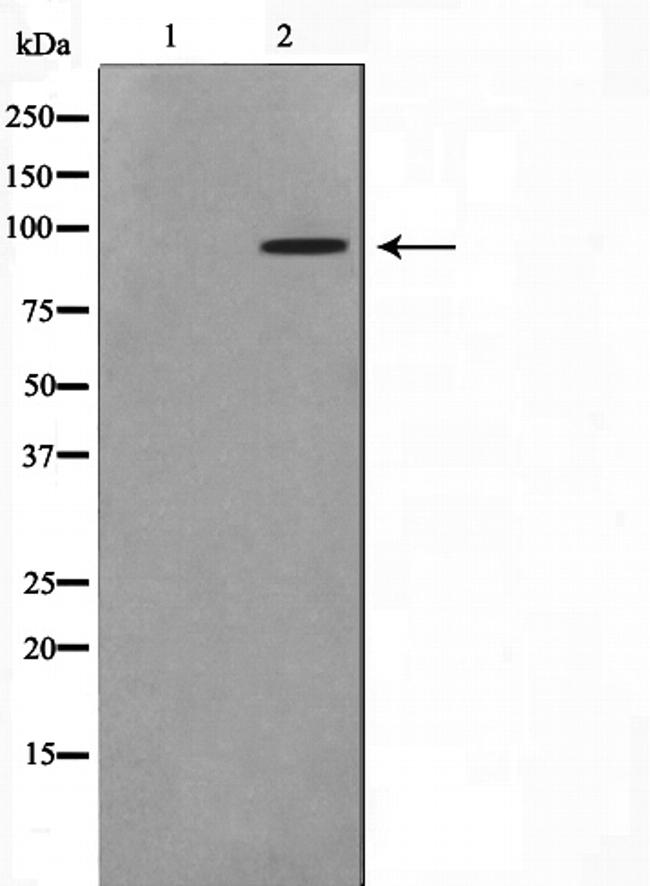 ERK3 Antibody in Western Blot (WB)