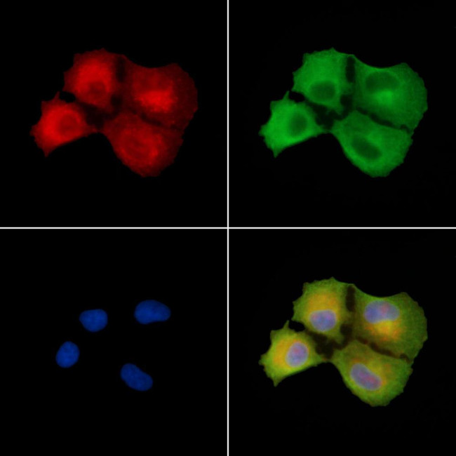 Axotrophin Antibody in Immunocytochemistry (ICC/IF)