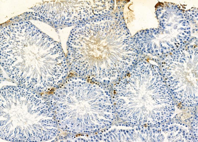 Axotrophin Antibody in Immunohistochemistry (Paraffin) (IHC (P))