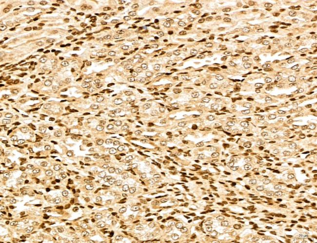 MARS Antibody in Immunohistochemistry (Paraffin) (IHC (P))