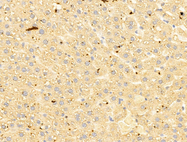 MAT1A Antibody in Immunohistochemistry (Paraffin) (IHC (P))