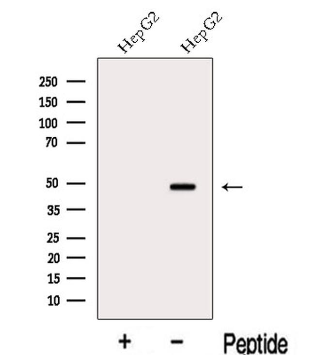 MAT2A Antibody in Western Blot (WB)