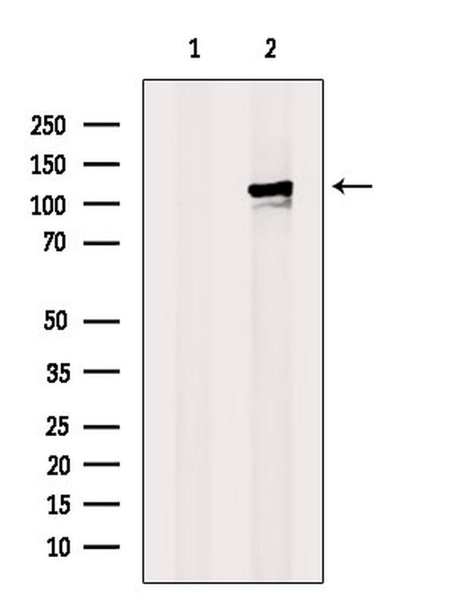 MCM6 Antibody in Western Blot (WB)