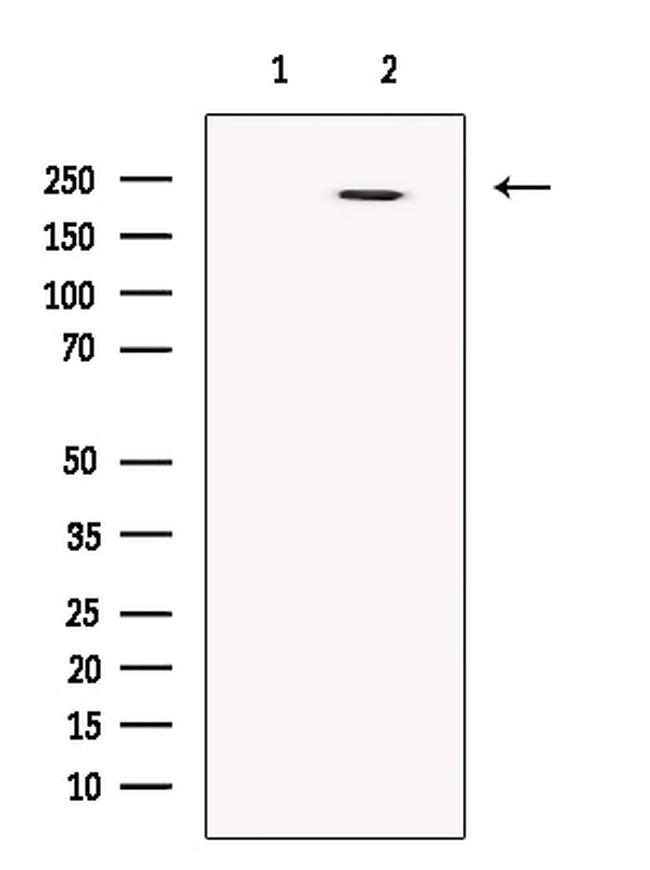 MDC1 Antibody in Western Blot (WB)