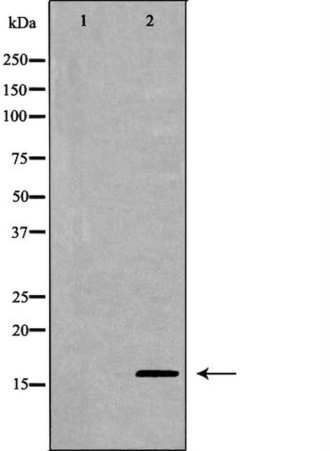 Midkine Antibody in Western Blot (WB)