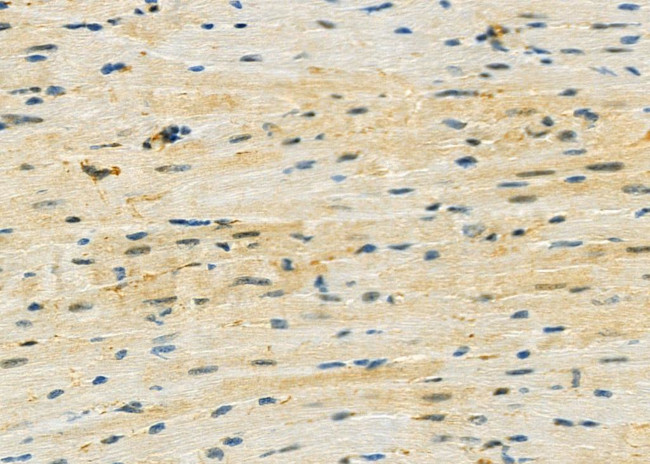 MID1IP1 Antibody in Immunohistochemistry (Paraffin) (IHC (P))