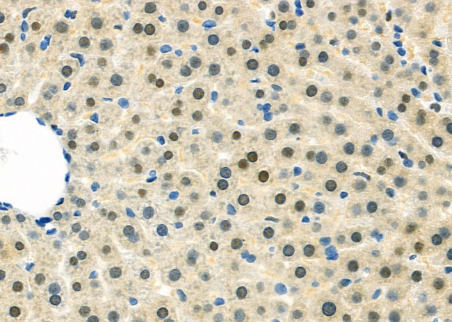 MID1IP1 Antibody in Immunohistochemistry (Paraffin) (IHC (P))