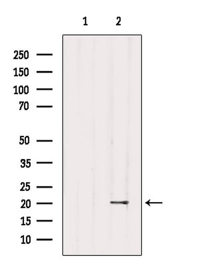 MID1IP1 Antibody in Western Blot (WB)