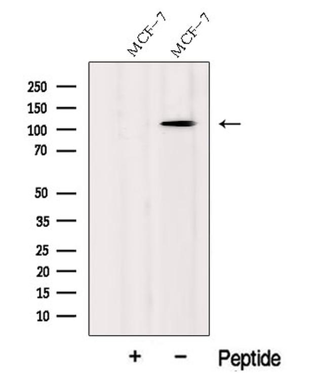 CASC3 Antibody in Western Blot (WB)