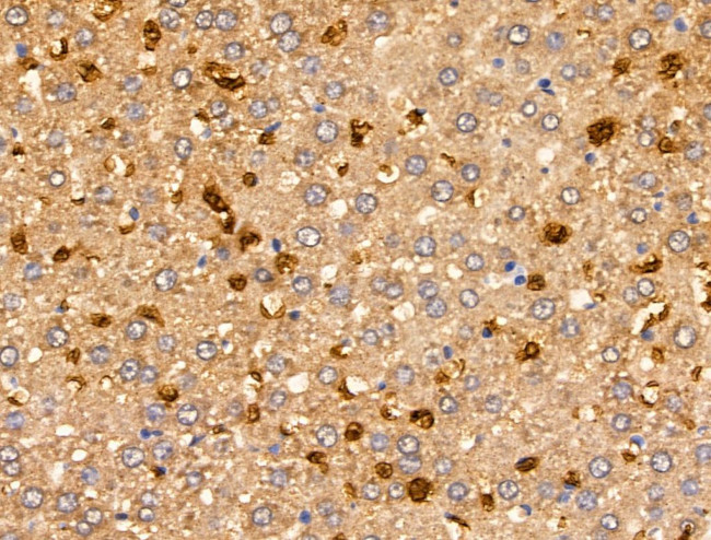 MSH4 Antibody in Immunohistochemistry (Paraffin) (IHC (P))