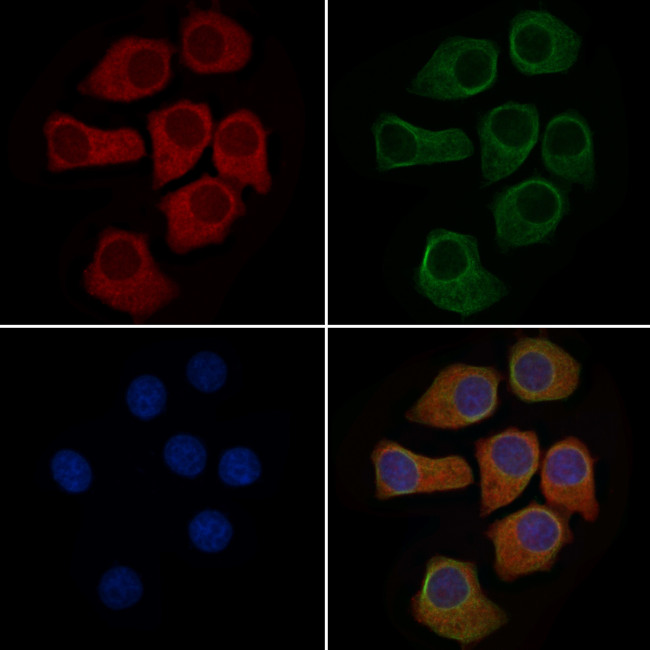 MUC5AC Antibody in Immunocytochemistry (ICC/IF)