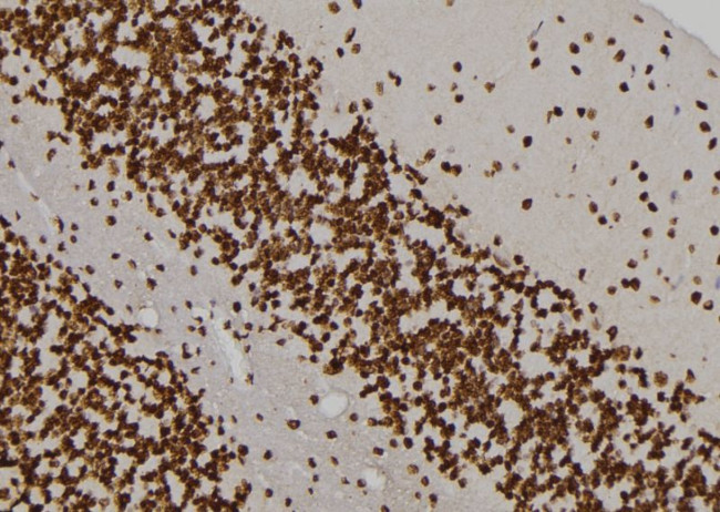 MVP Antibody in Immunohistochemistry (Paraffin) (IHC (P))