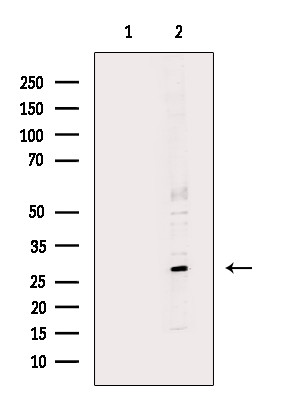 MYF5 Antibody in Western Blot (WB)