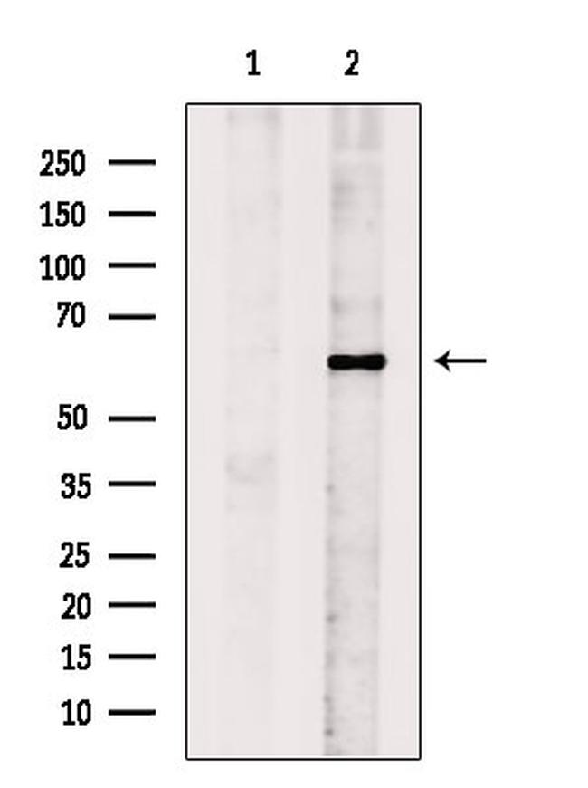 MYOD Antibody in Western Blot (WB)