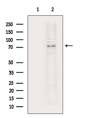 MYST2 Antibody in Western Blot (WB)