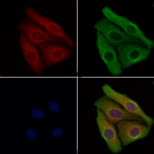 NAIP Antibody in Immunocytochemistry (ICC/IF)