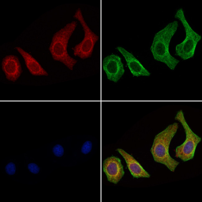 NPR3 Antibody in Immunocytochemistry (ICC/IF)