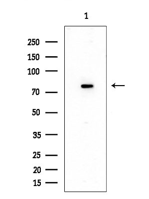 NCAPH Antibody in Western Blot (WB)