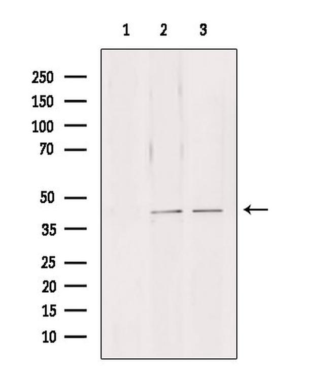 NDE1 Antibody in Western Blot (WB)