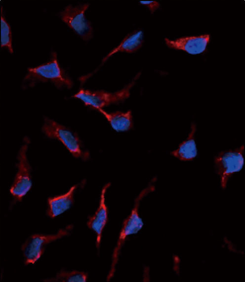 SCF Antibody in Immunocytochemistry (ICC/IF)