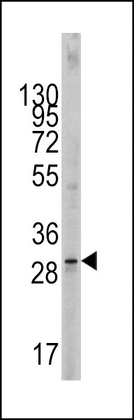 SCF Antibody in Western Blot (WB)