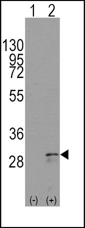 SCF Antibody in Western Blot (WB)