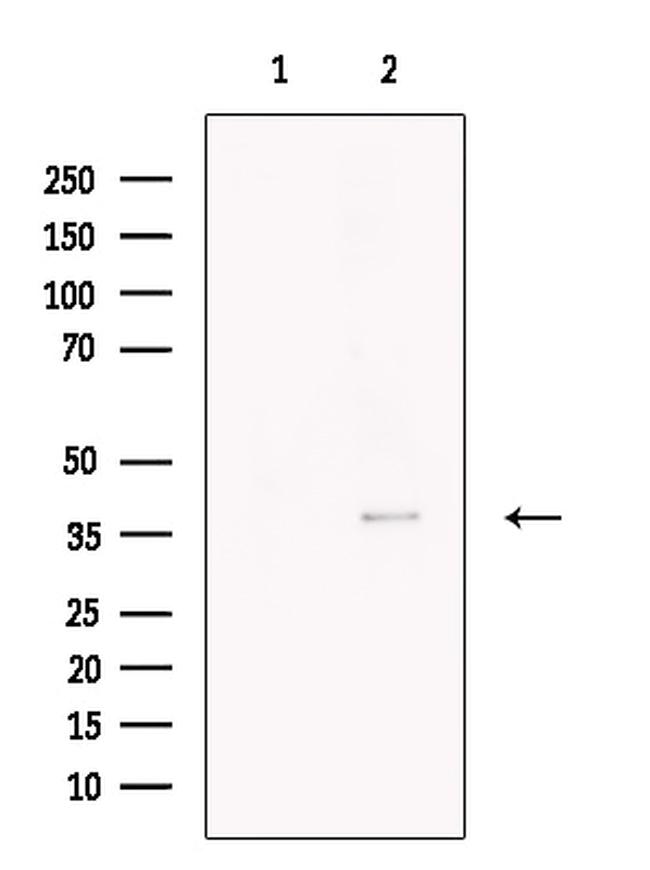 Necdin Antibody in Western Blot (WB)