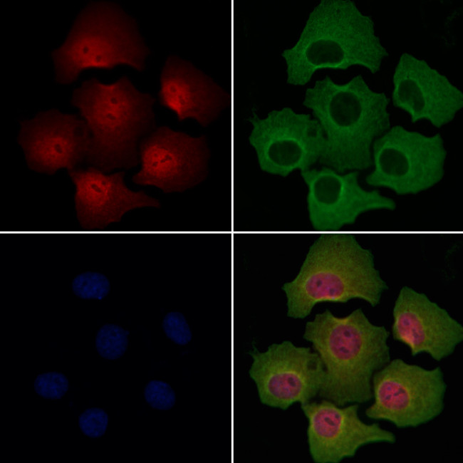 NEK9 Antibody in Immunocytochemistry (ICC/IF)