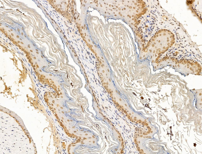 Nesprin 1 Antibody in Immunohistochemistry (Paraffin) (IHC (P))