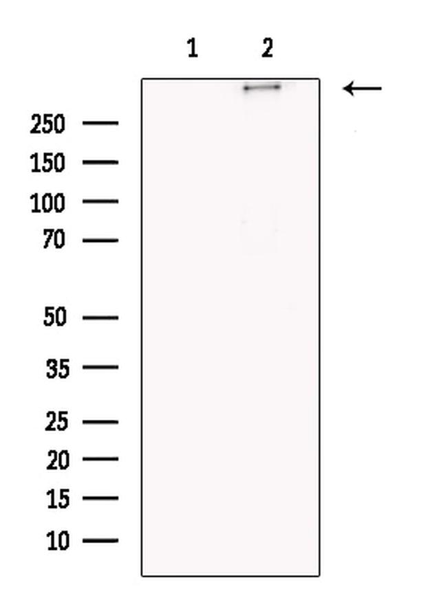 Nesprin 1 Antibody in Western Blot (WB)