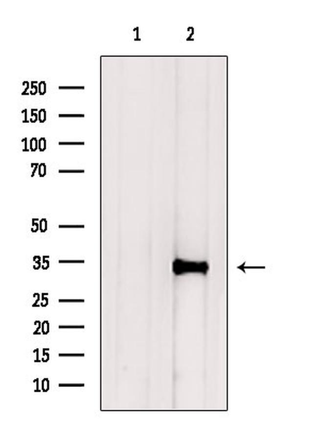 NeuN Antibody in Western Blot (WB)