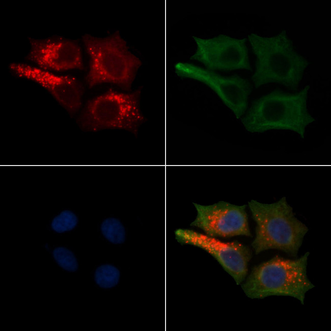 NF-H Antibody in Immunocytochemistry (ICC/IF)