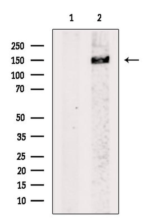 NF-H Antibody in Western Blot (WB)