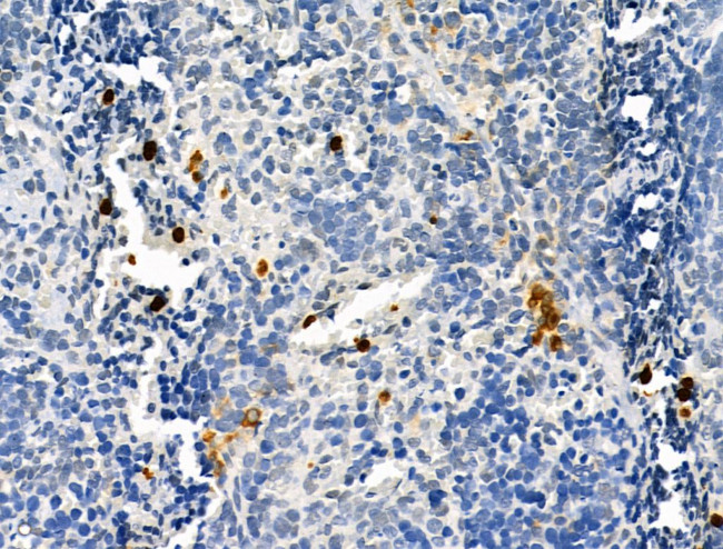 Neutrophil elastase Antibody in Immunohistochemistry (Paraffin) (IHC (P))