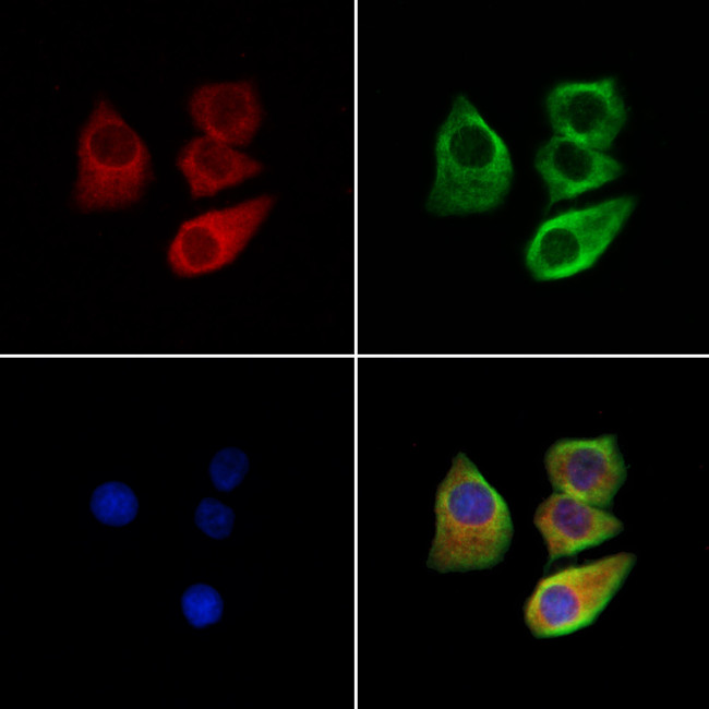 CHRNA7 Antibody in Immunocytochemistry (ICC/IF)