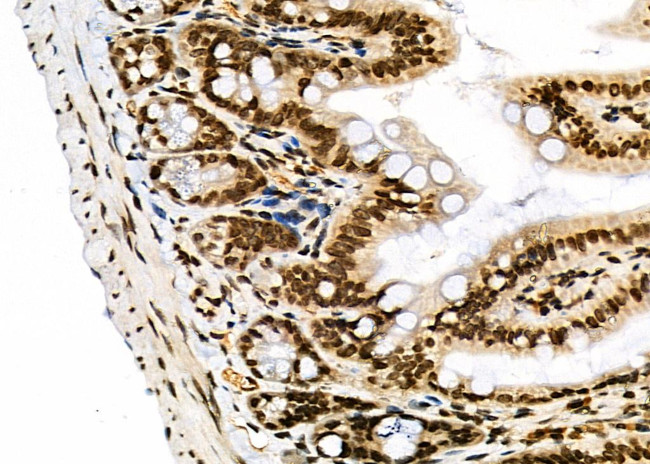 NKAP Antibody in Immunohistochemistry (Paraffin) (IHC (P))