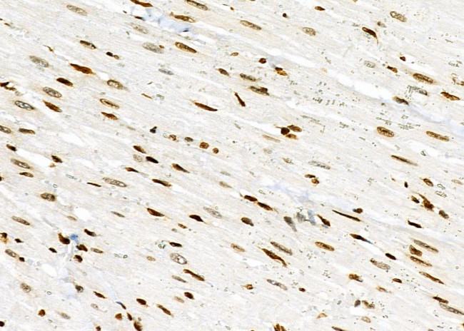 NKAP Antibody in Immunohistochemistry (Paraffin) (IHC (P))