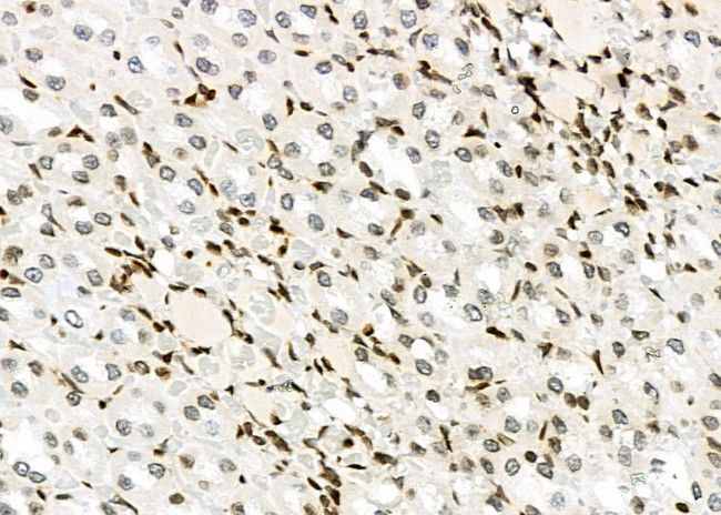 NKAP Antibody in Immunohistochemistry (Paraffin) (IHC (P))