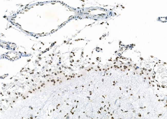 NKAP Antibody in Immunohistochemistry (Paraffin) (IHC (P))