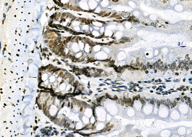 NKAP Antibody in Immunohistochemistry (Paraffin) (IHC (P))