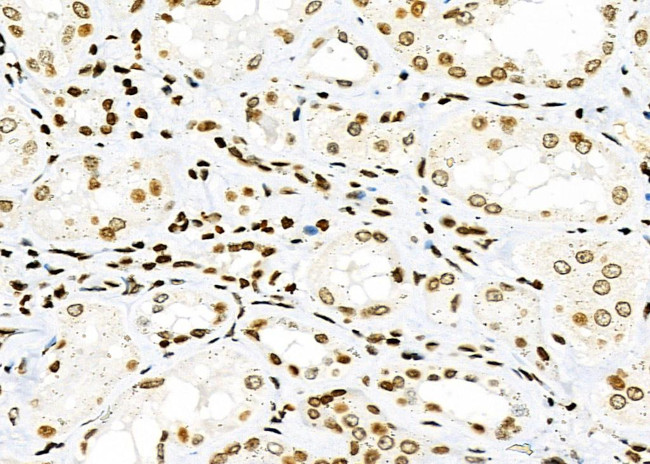 NKAP Antibody in Immunohistochemistry (Paraffin) (IHC (P))